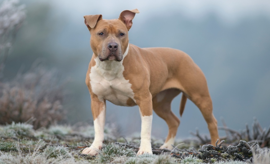 Características del american Staffordshire terrier
