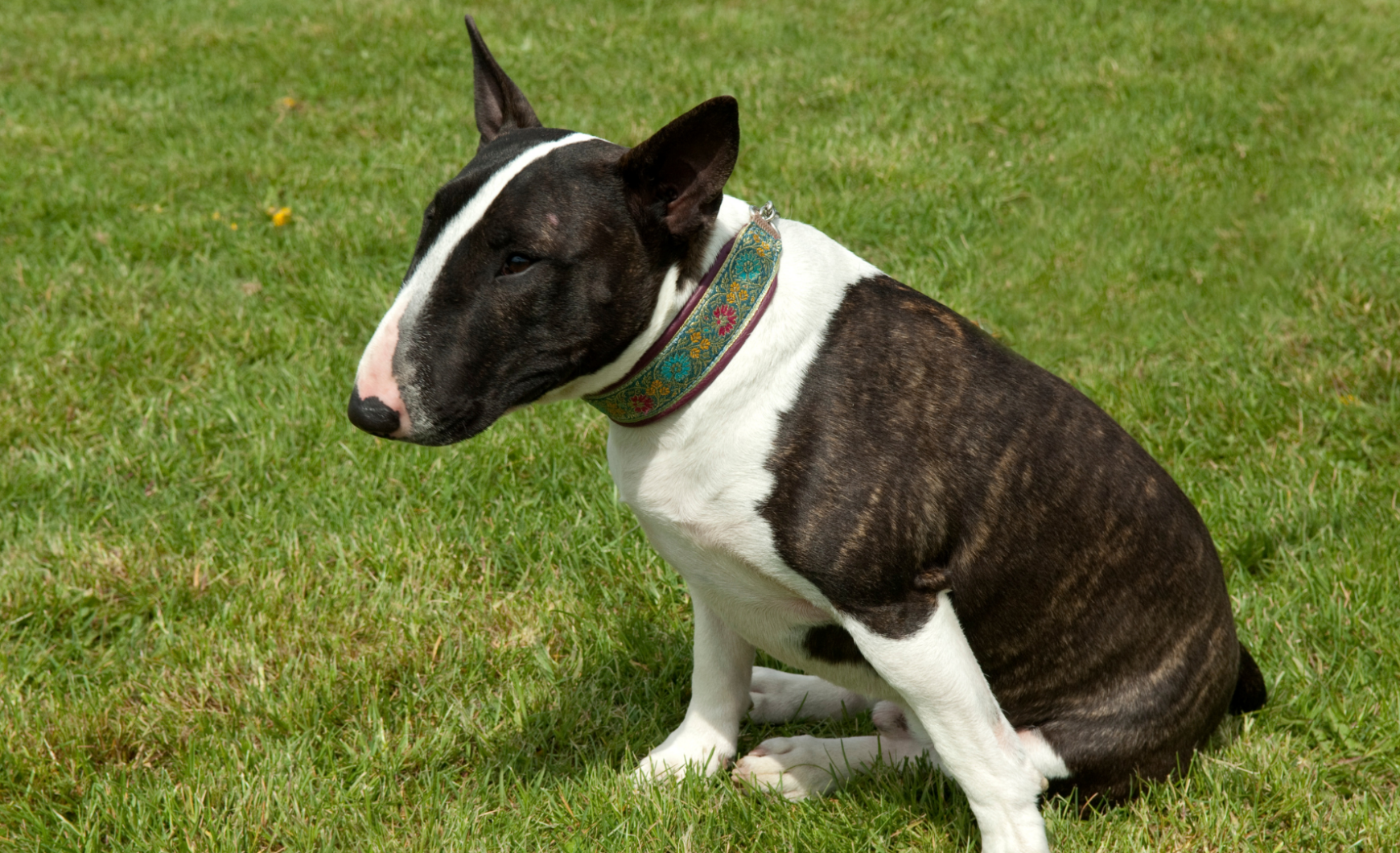 Características del bull terrier miniatura