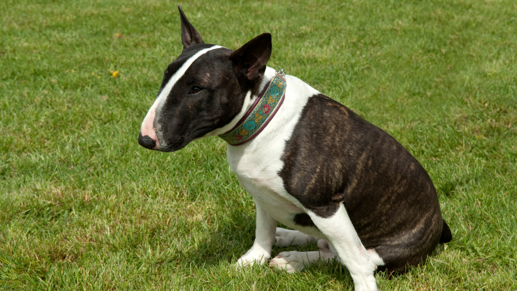 Características del bull terrier miniatura