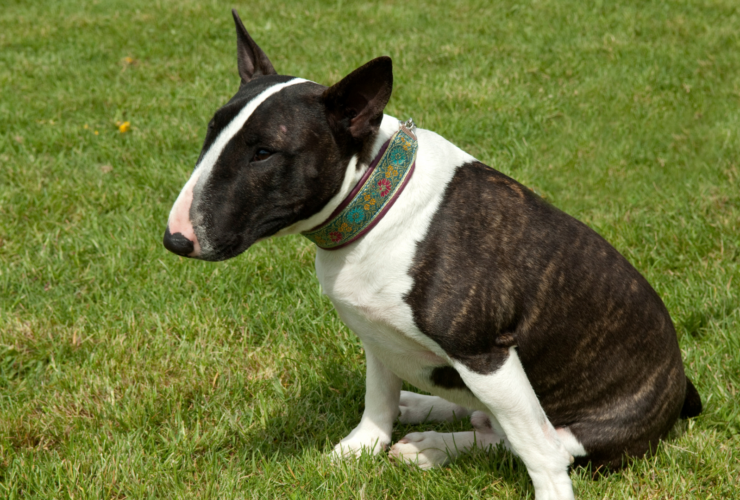 Características del bull terrier miniatura