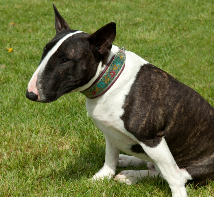 Características del bull terrier miniatura