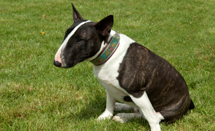 Características del bull terrier miniatura