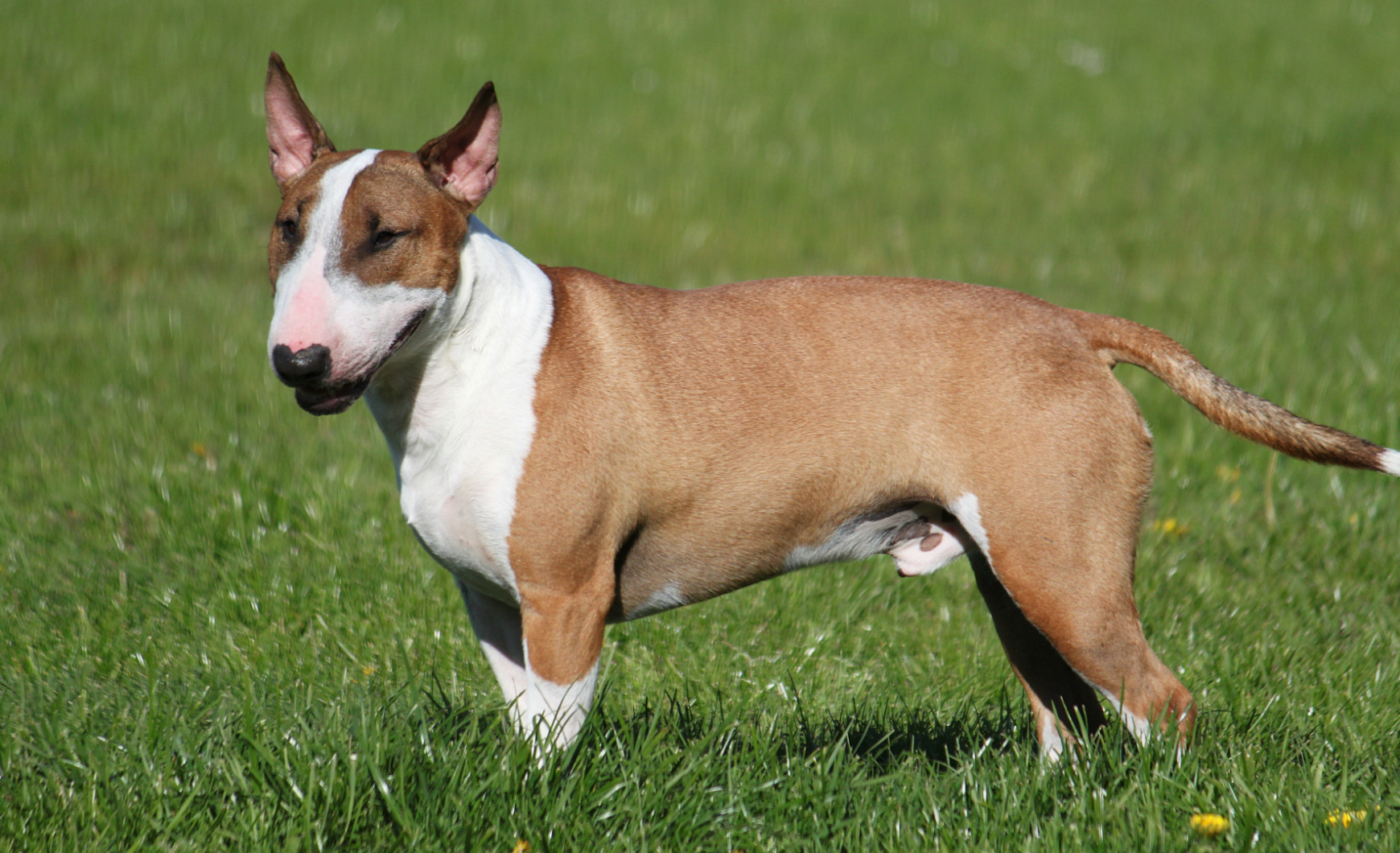 Características del bull terrier inglés