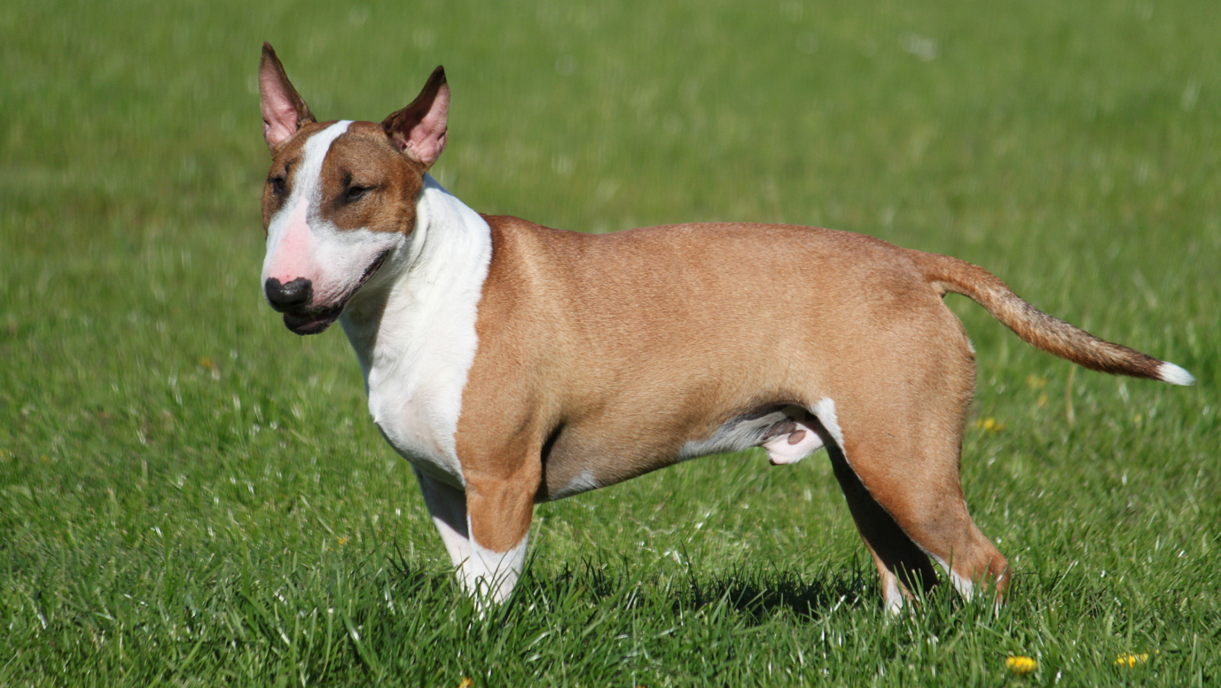 Características del bull terrier inglés