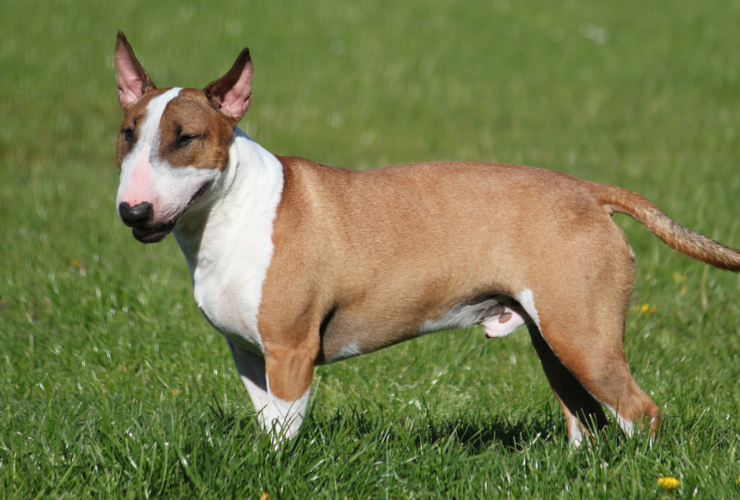 Características del bull terrier inglés