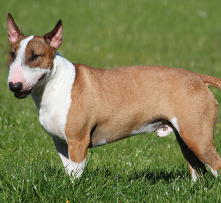 Características del bull terrier inglés