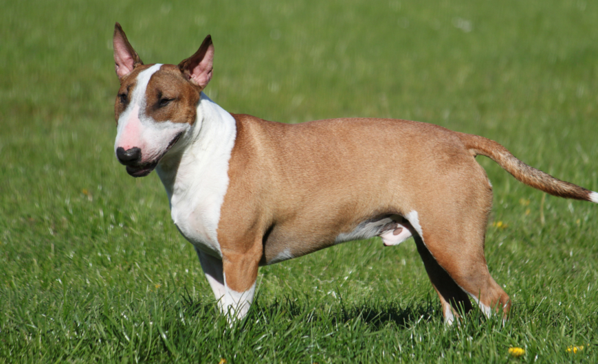 Características del bull terrier inglés