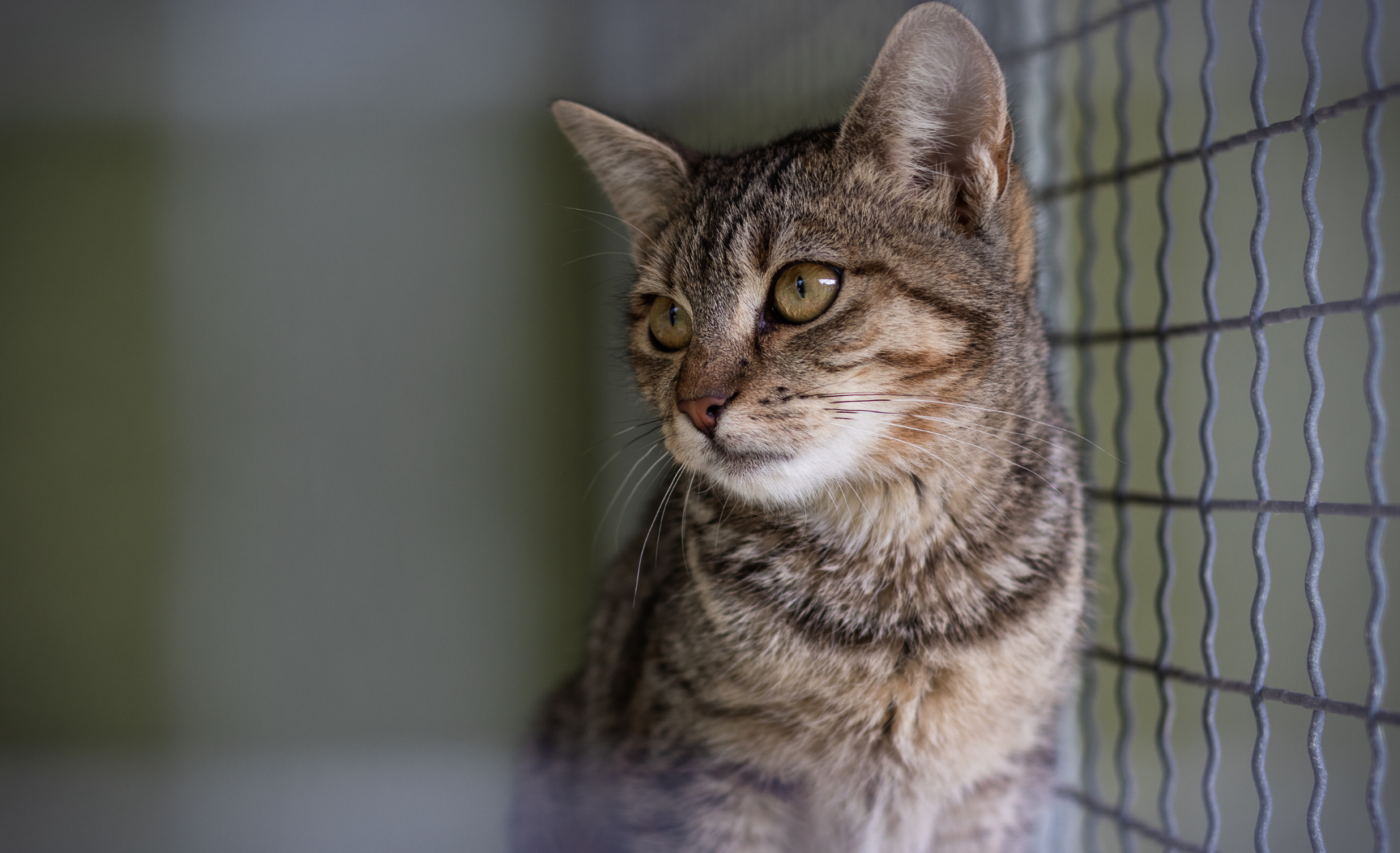 Cómo y dónde adoptar gatos en Mataró