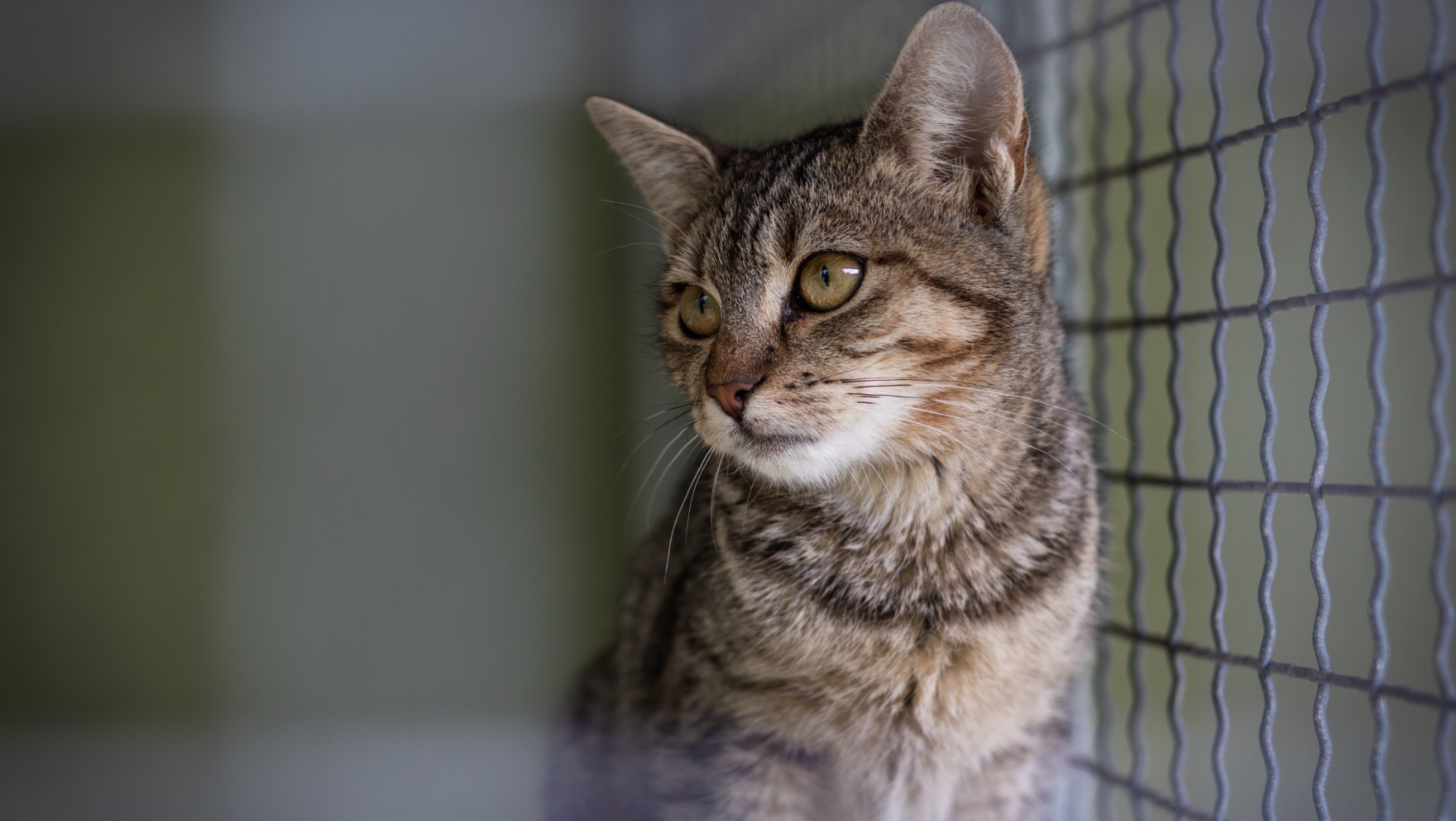 Cómo y dónde adoptar gatos en Mataró