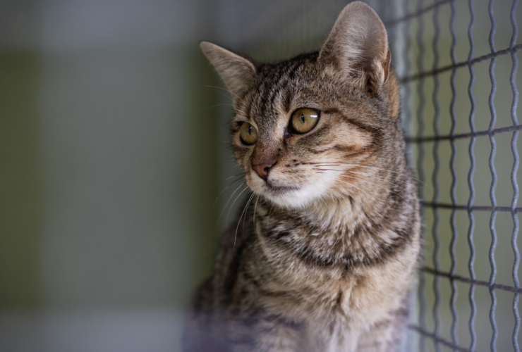 Cómo y dónde adoptar gatos en Mataró