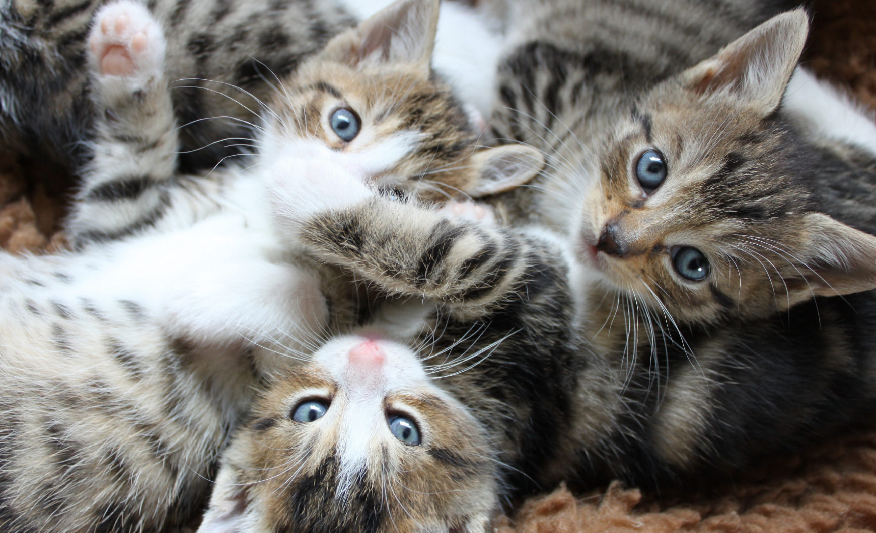 Cómo y dónde adoptar gatos en Málaga