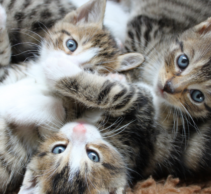 Cómo y dónde adoptar gatos en Málaga