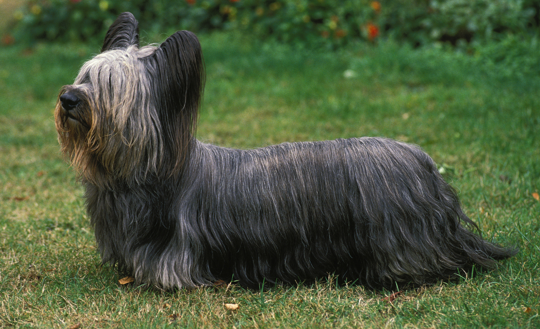 Skye terrier: características y cuidados