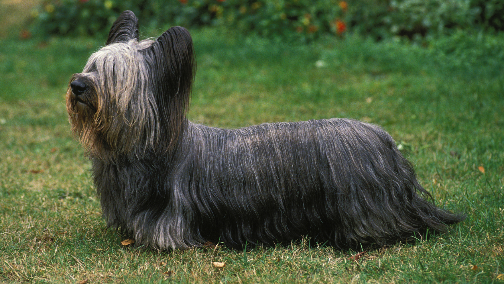 Skye terrier: características y cuidados