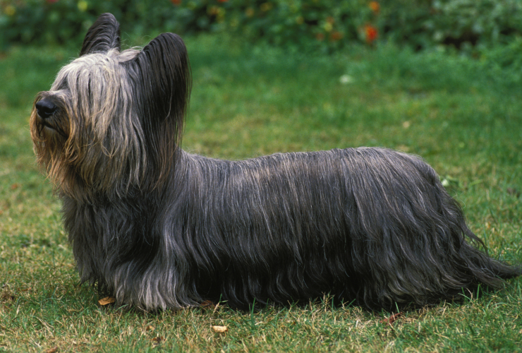 Skye terrier: características y cuidados