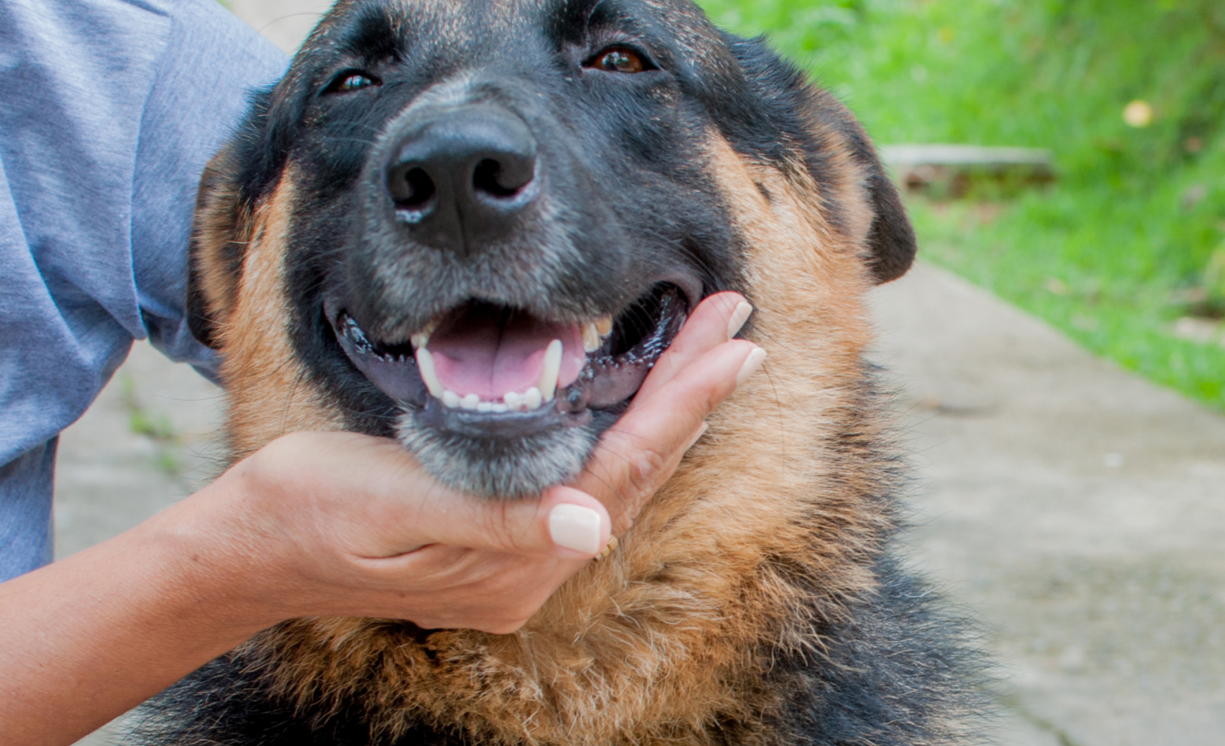Cómo y dónde adoptar un perro en Barcelona