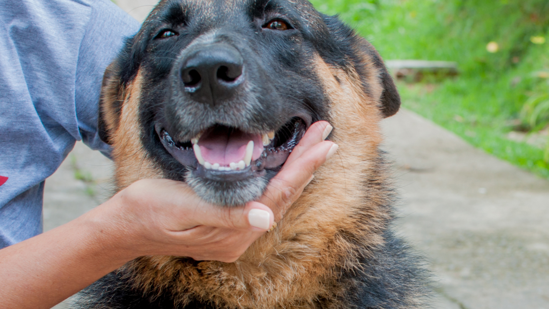 Cómo y dónde adoptar un perro en Barcelona