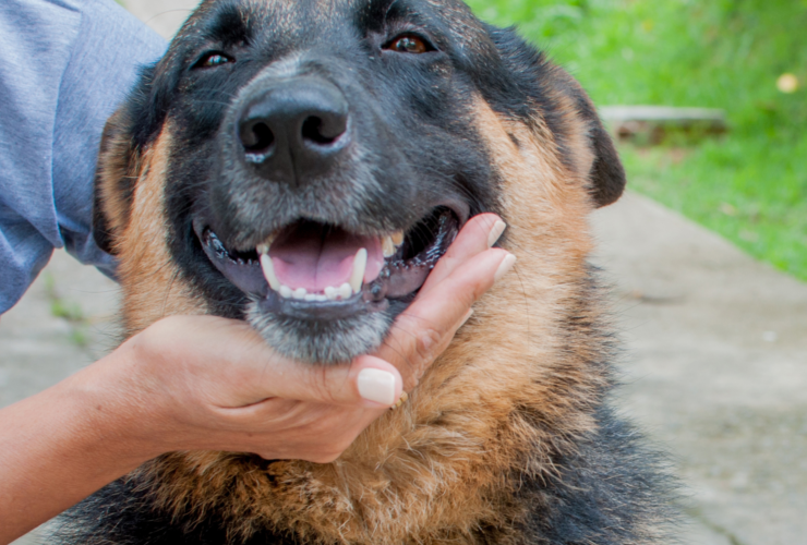 Cómo y dónde adoptar un perro en Barcelona