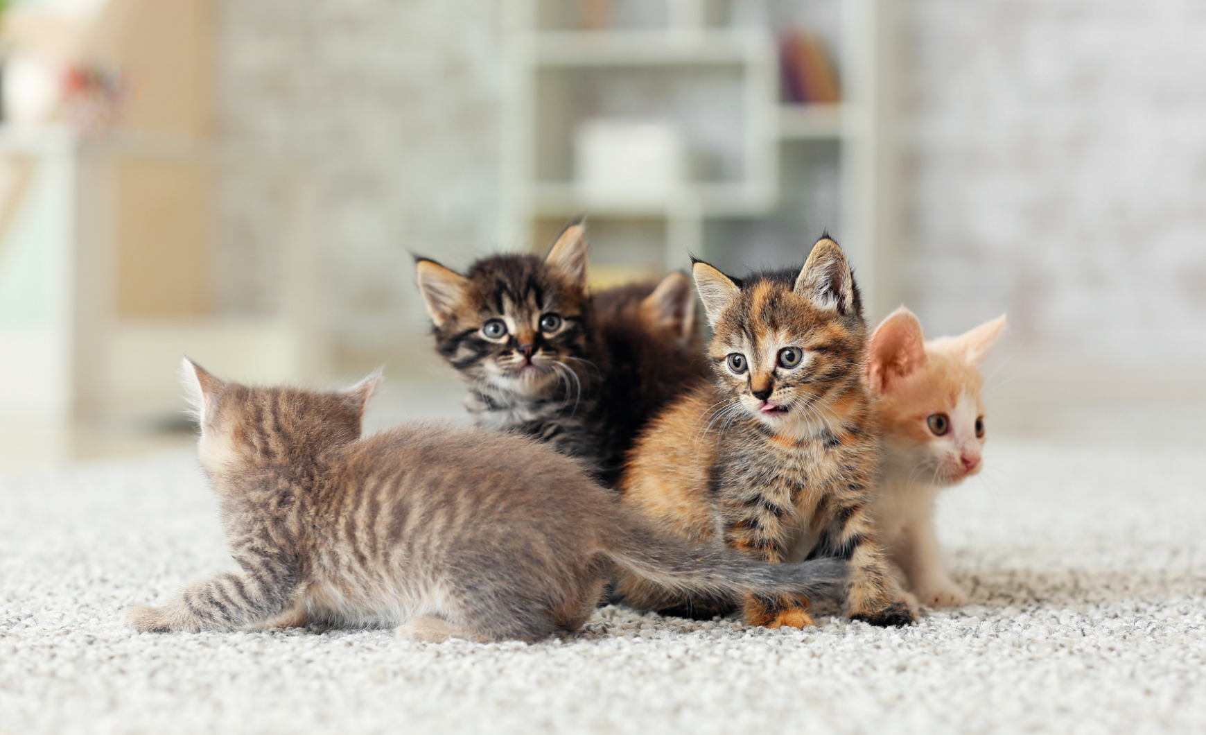 Cómo y dónde adoptar gatos en Manresa
