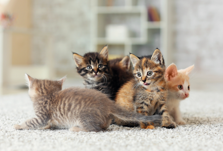 Cómo y dónde adoptar gatos en Manresa