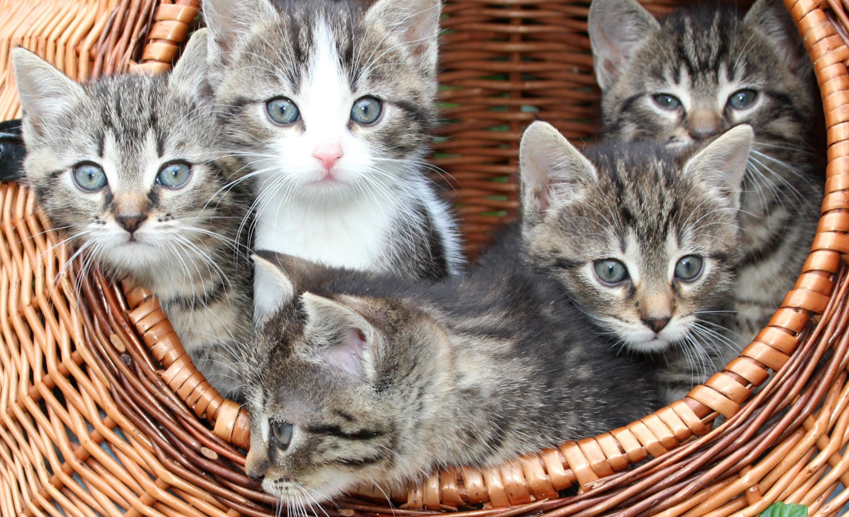 Vacunas obligatorias para gatos en Andalucía