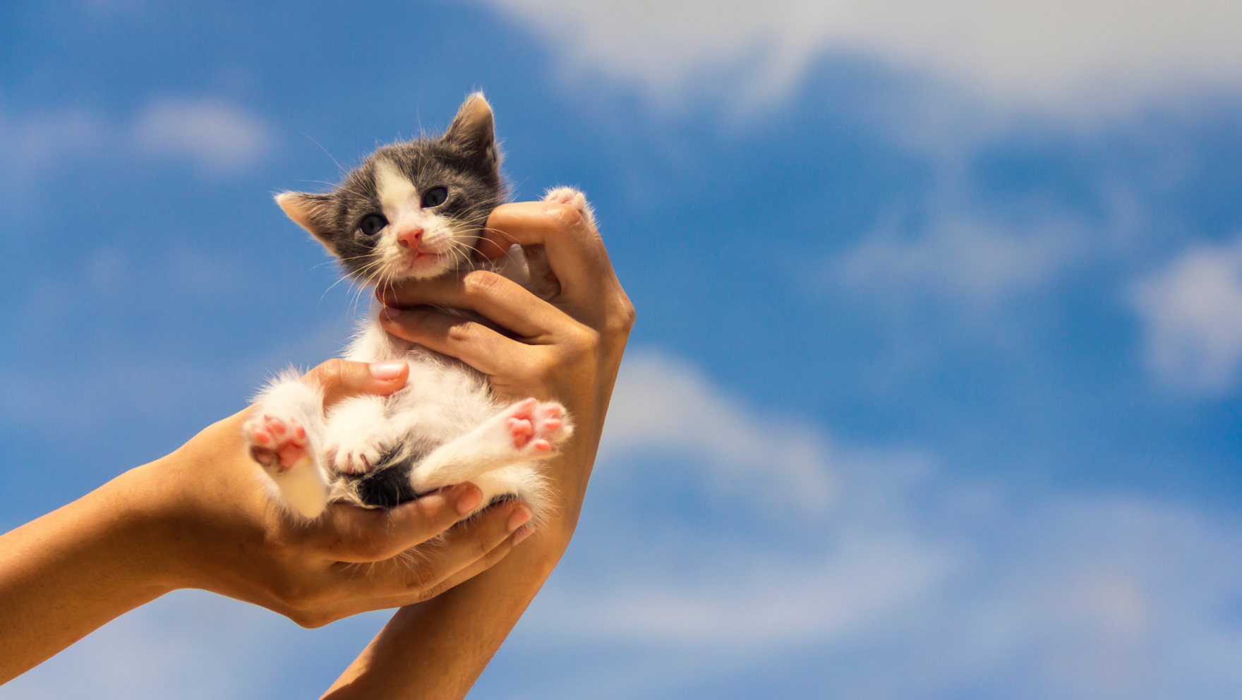 Cómo y dónde adoptar un gato en Barcelona