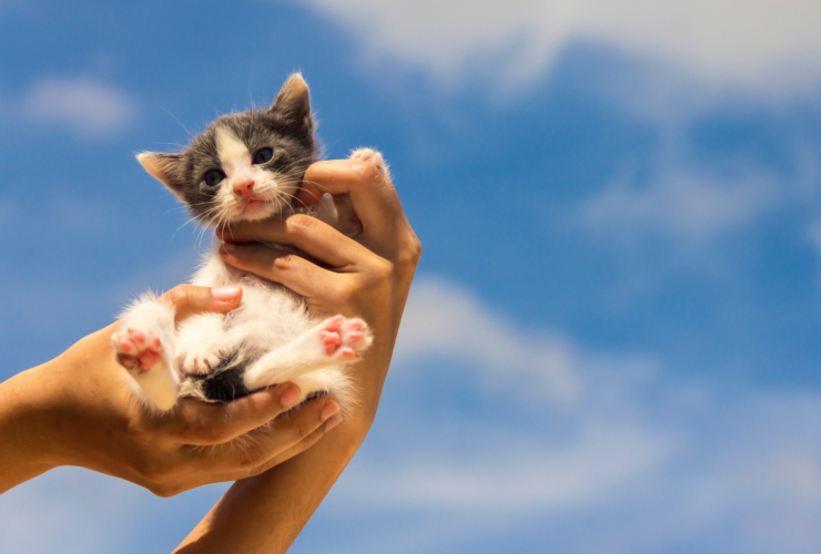 Cómo y dónde adoptar un gato en Barcelona