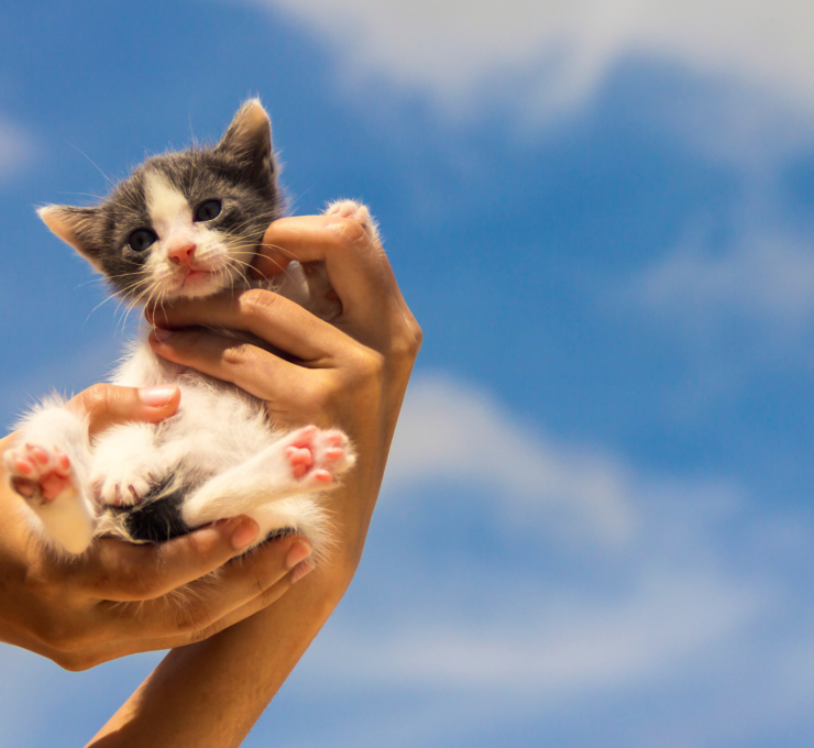 Cómo y dónde adoptar un gato en Barcelona