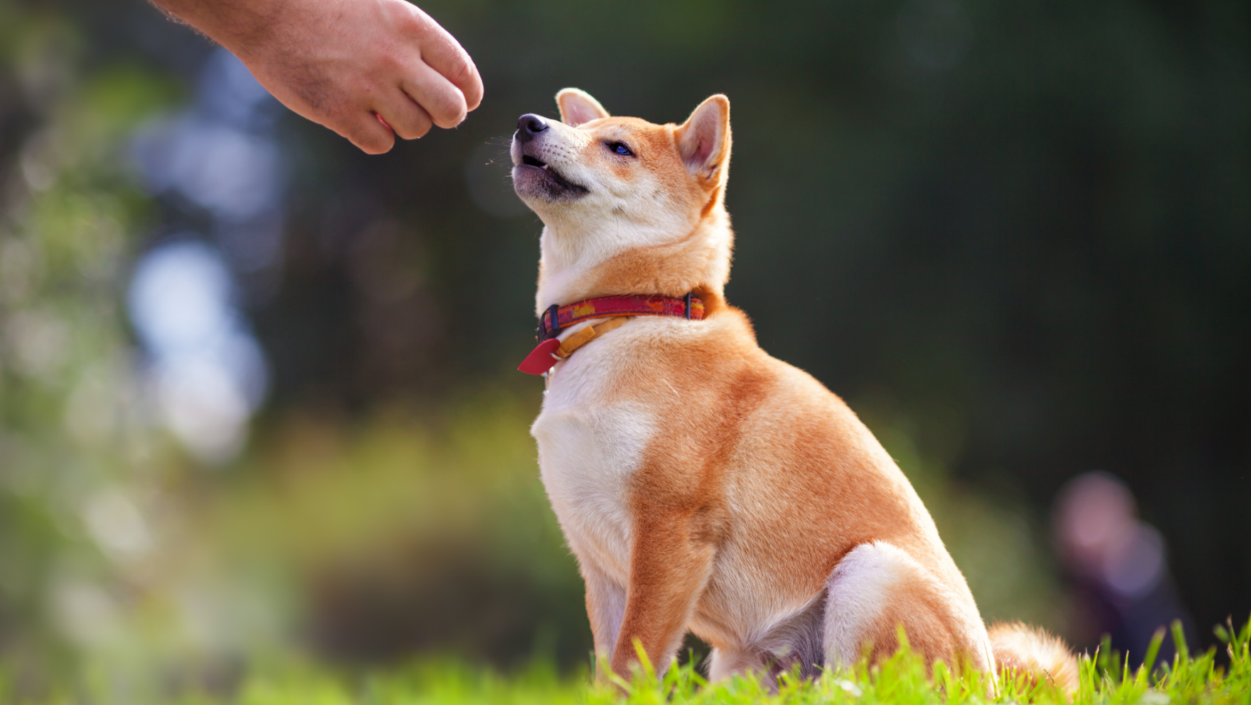 Adiestradores de perros en Oviedo