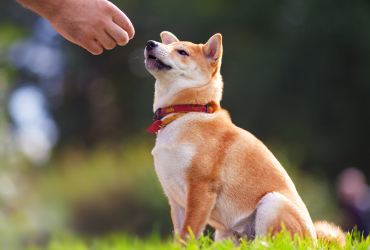 Adiestradores de perros en Oviedo