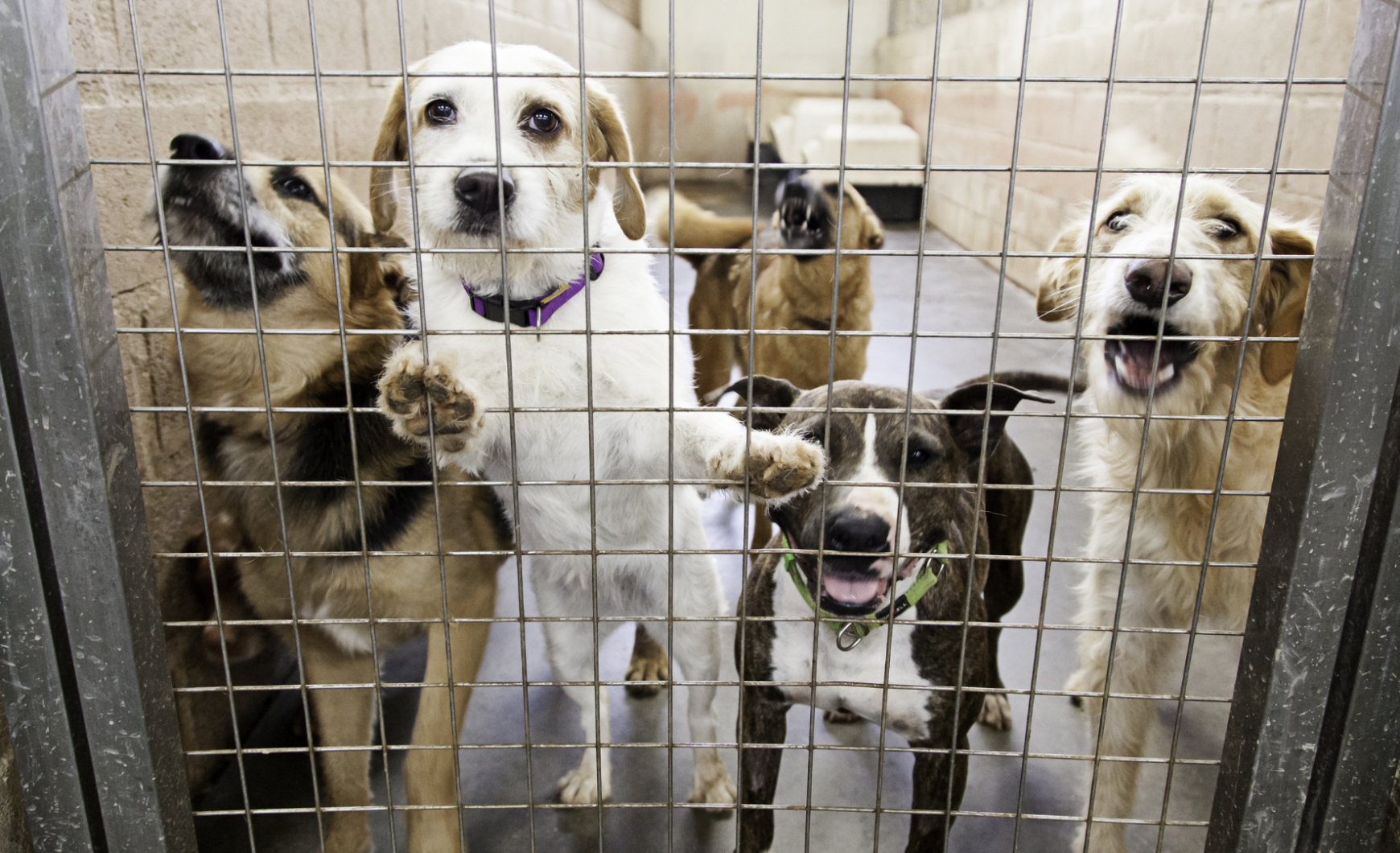Protectoras de animales en Vélez-Málaga