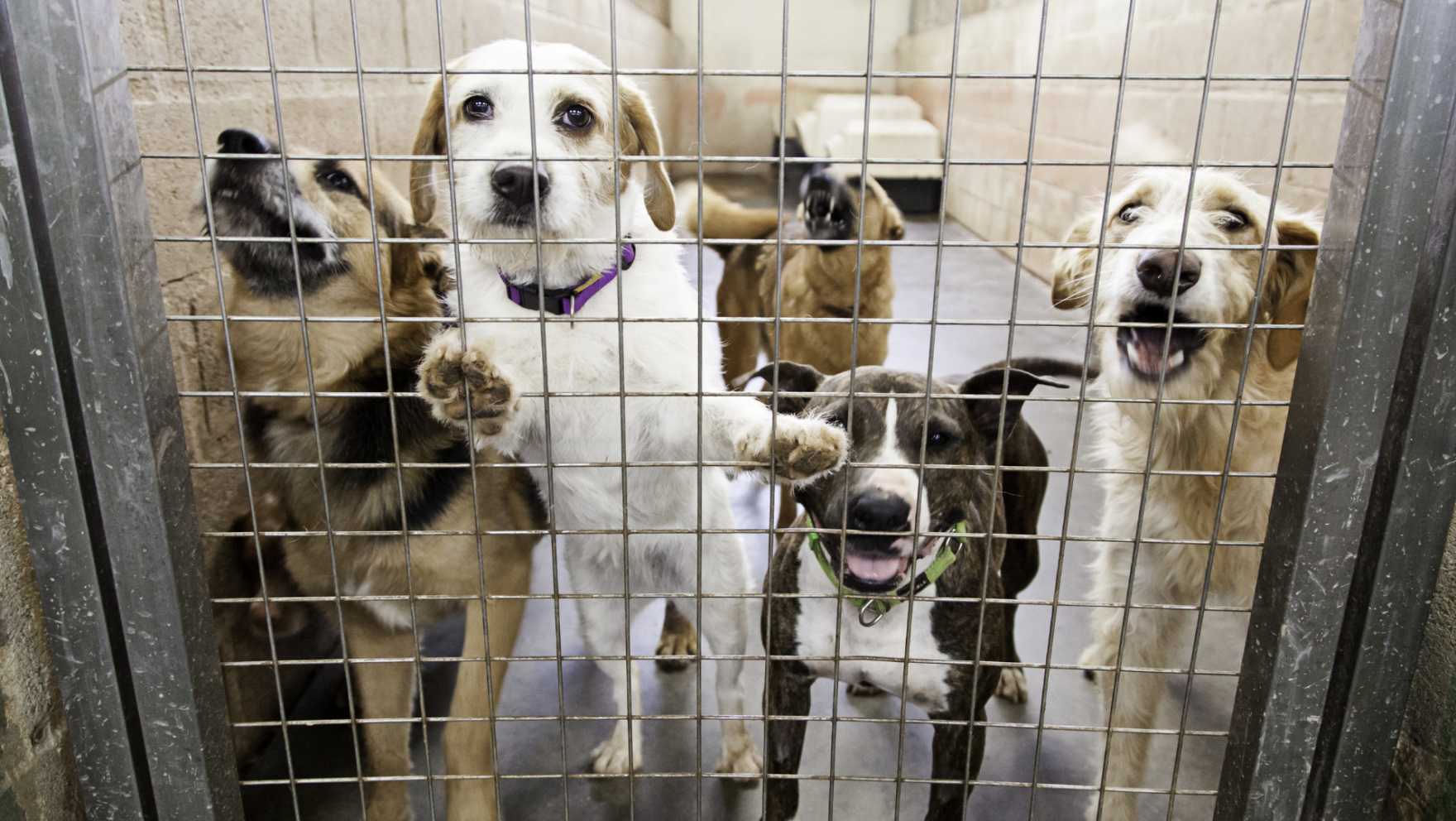 Protectoras de animales en Vélez-Málaga