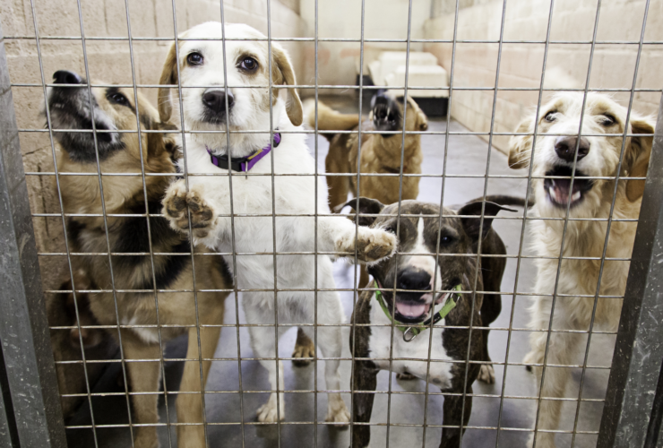 Protectoras de animales en Vélez-Málaga