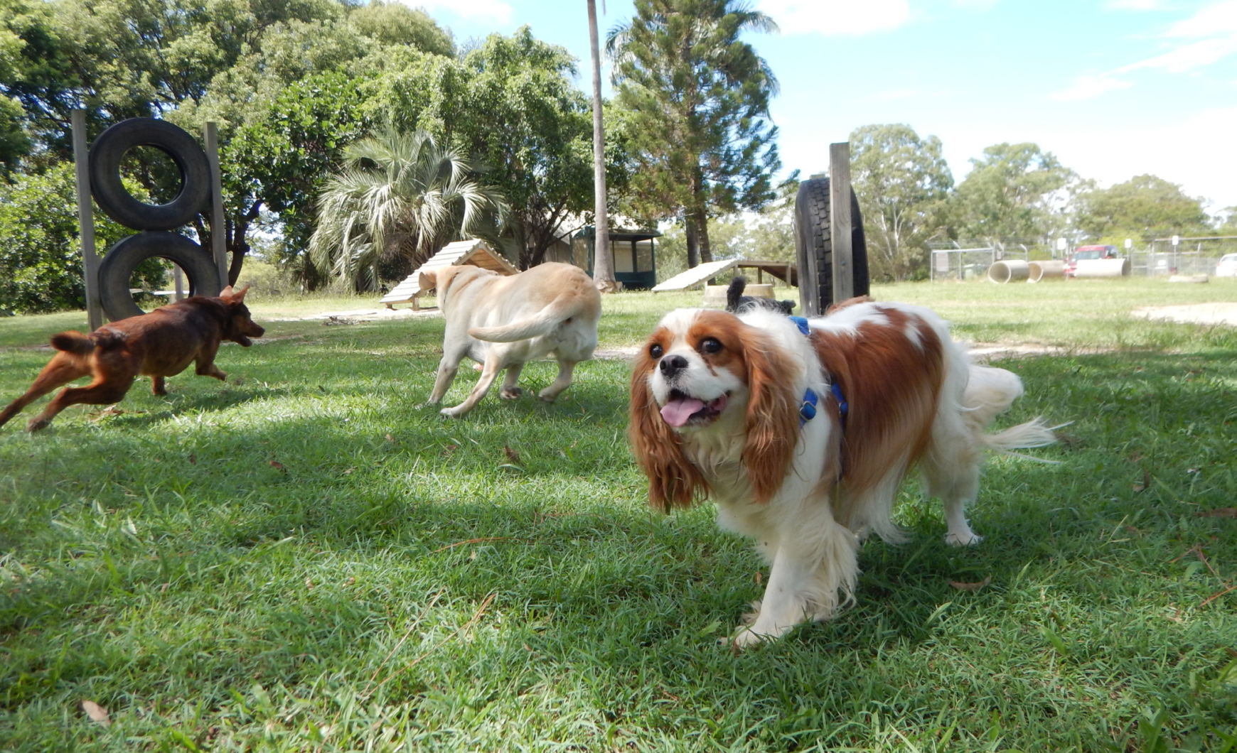 Parques para perros en Vélez-Málaga