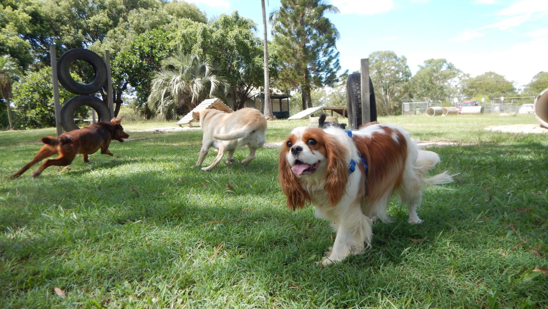 Parques para perros en Vélez-Málaga