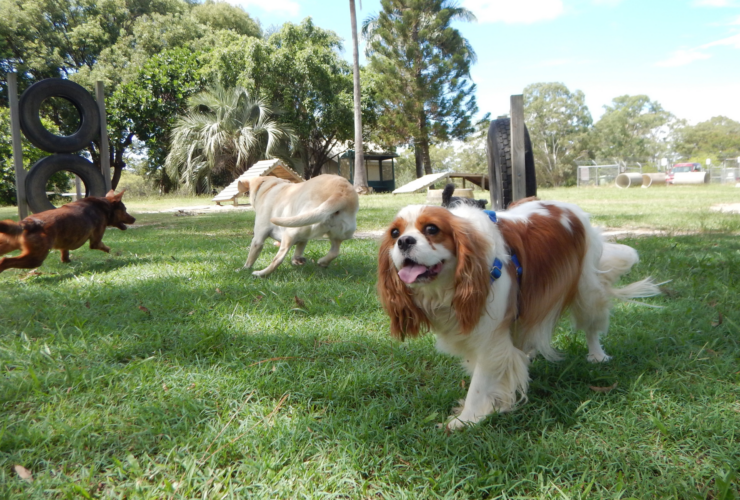 Parques para perros en Vélez-Málaga