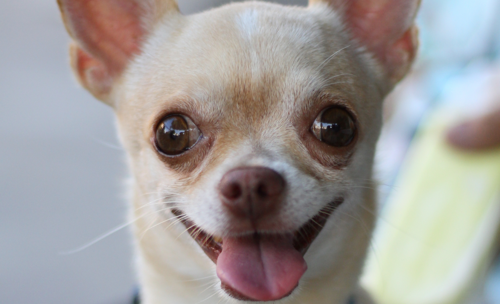 Chihuahuas en adopción en Barcelona: centros y protectoras