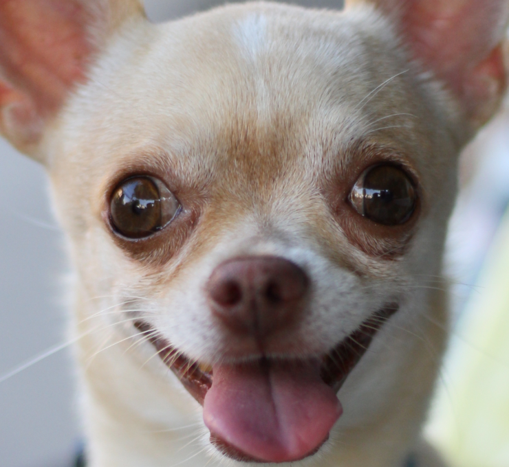Chihuahuas en adopción en Barcelona: centros y protectoras