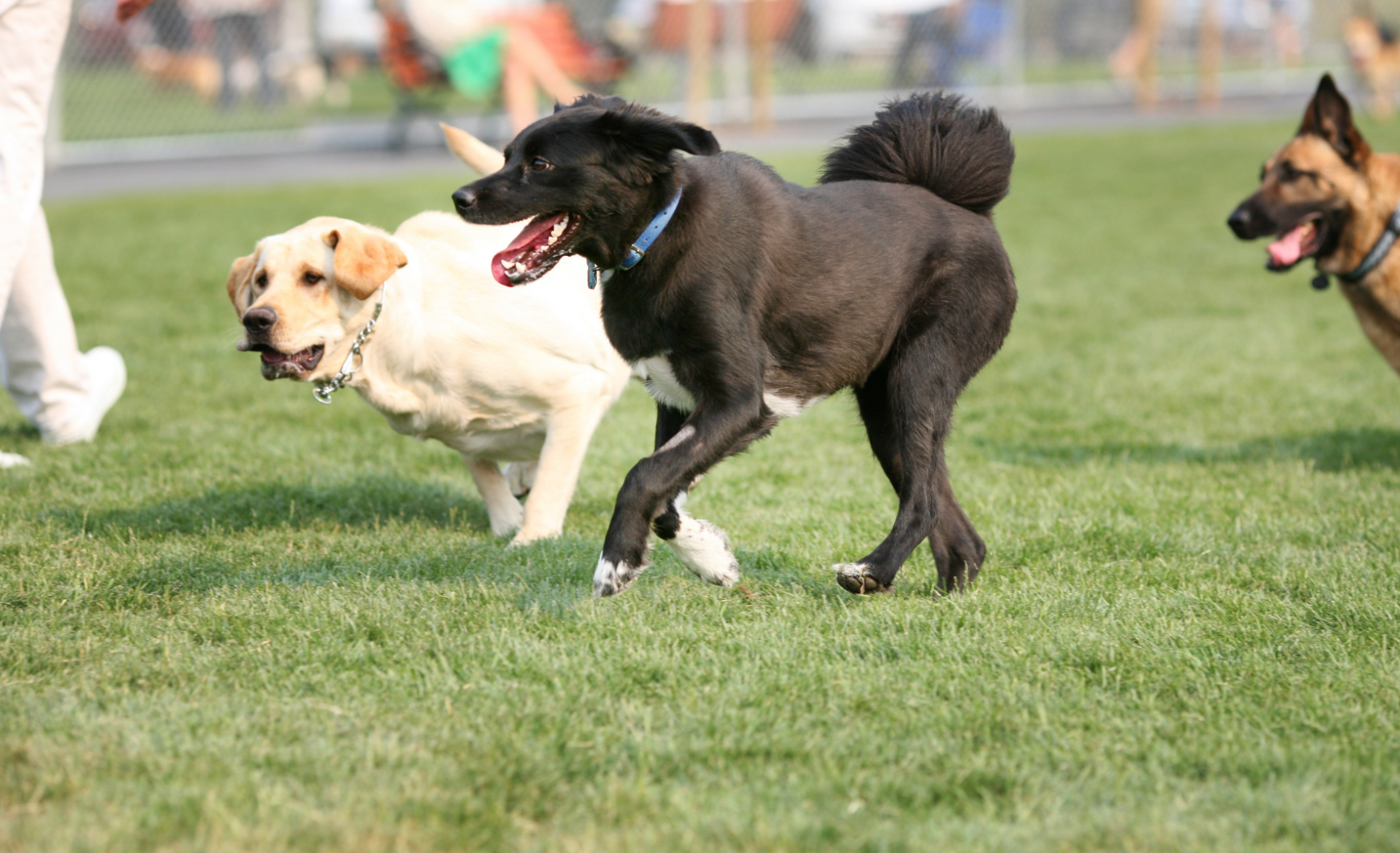 Parques para perros en Madrid