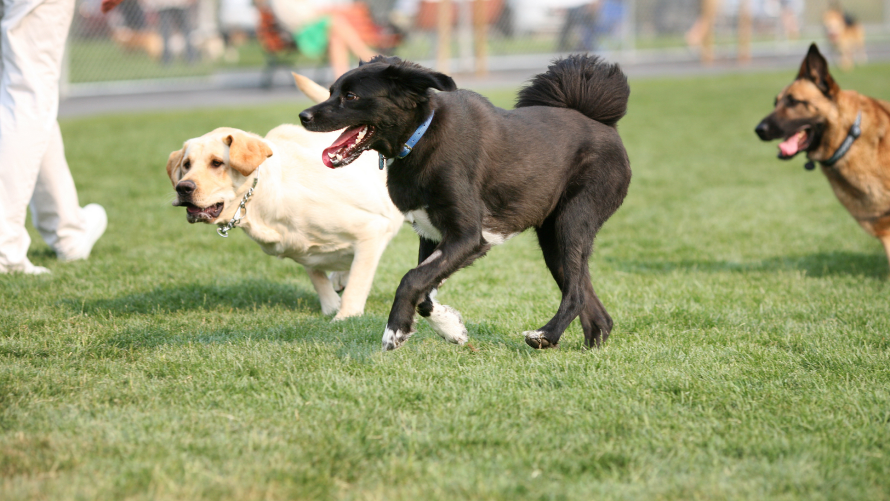 Parques para perros en Madrid