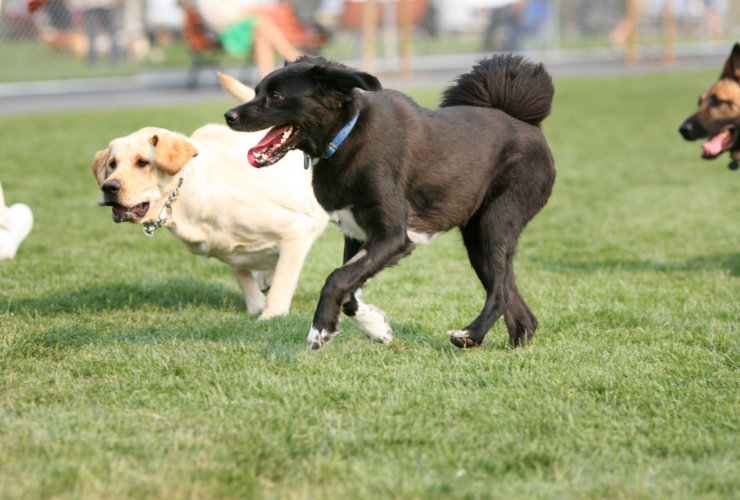 Parques para perros en Madrid