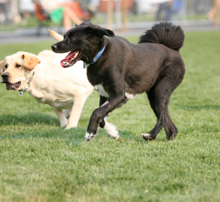 Parques para perros en Madrid
