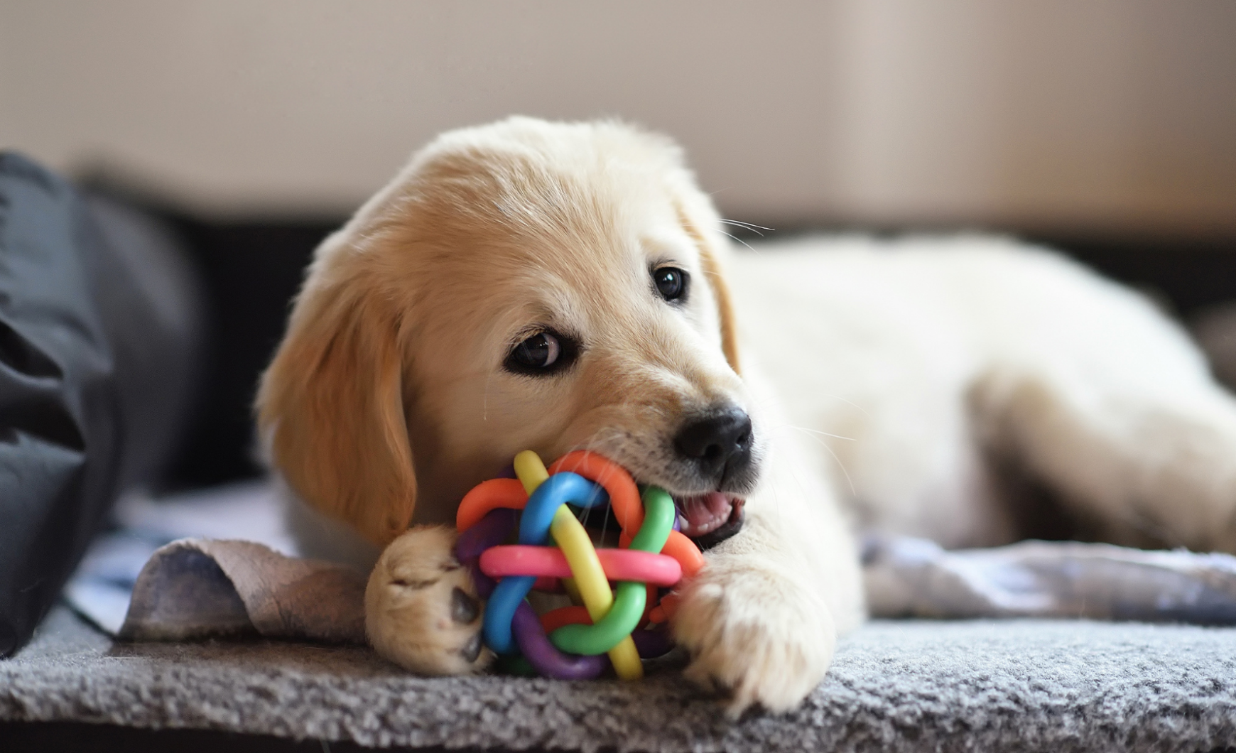 Tiendas para animales en Mataró