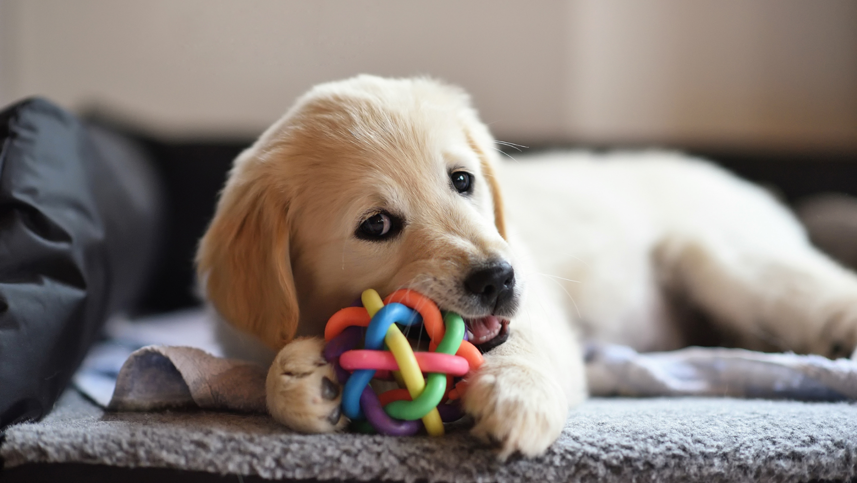 Tiendas para animales en Mataró