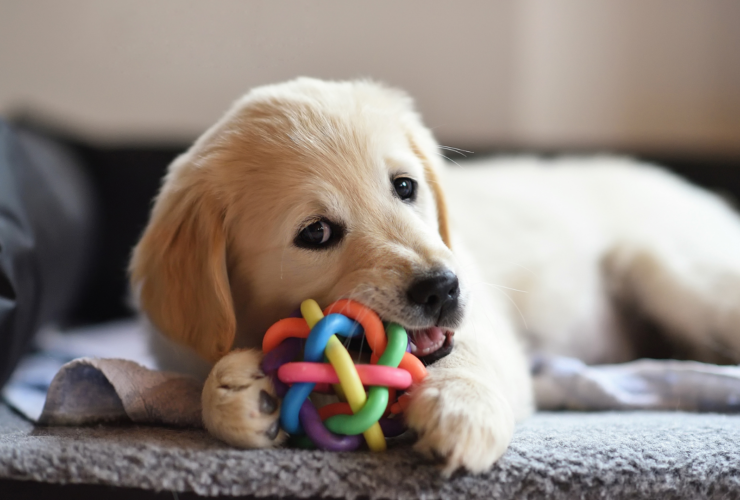 Tiendas para animales en Mataró