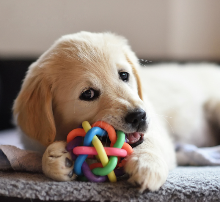 Tiendas para animales en Mataró