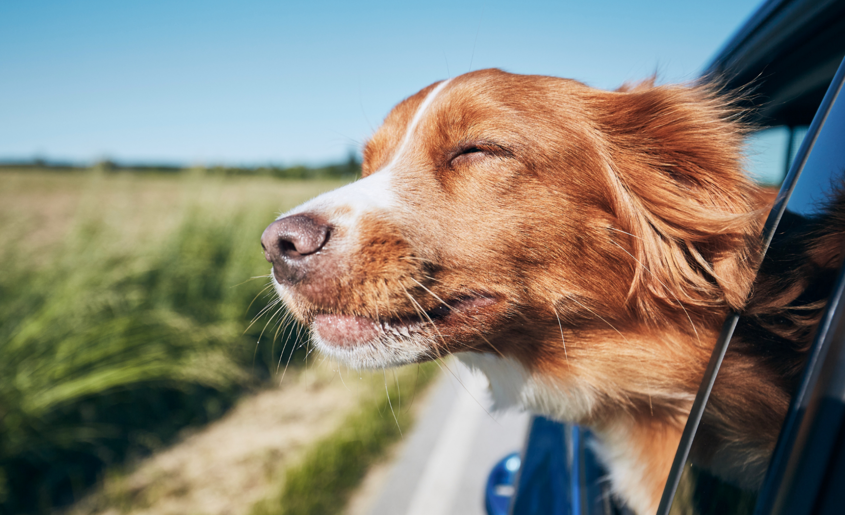 Residencias y hoteles para perros en Málaga