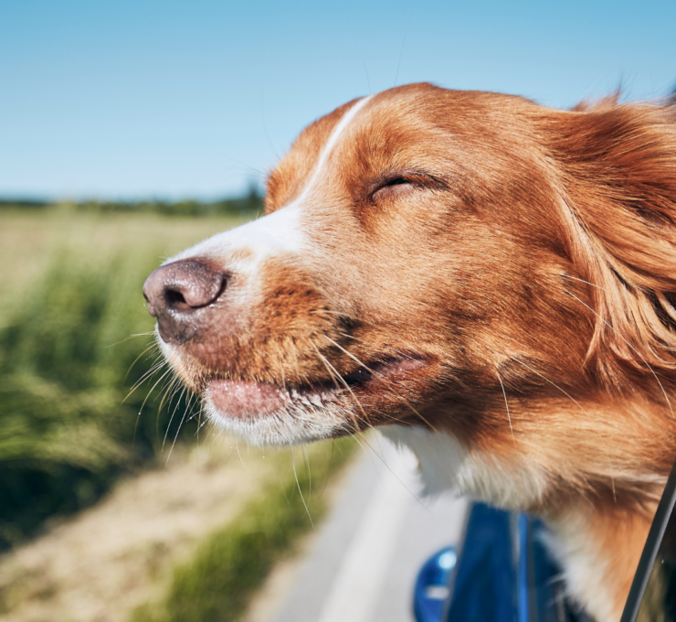 Residencias y hoteles para perros en Málaga