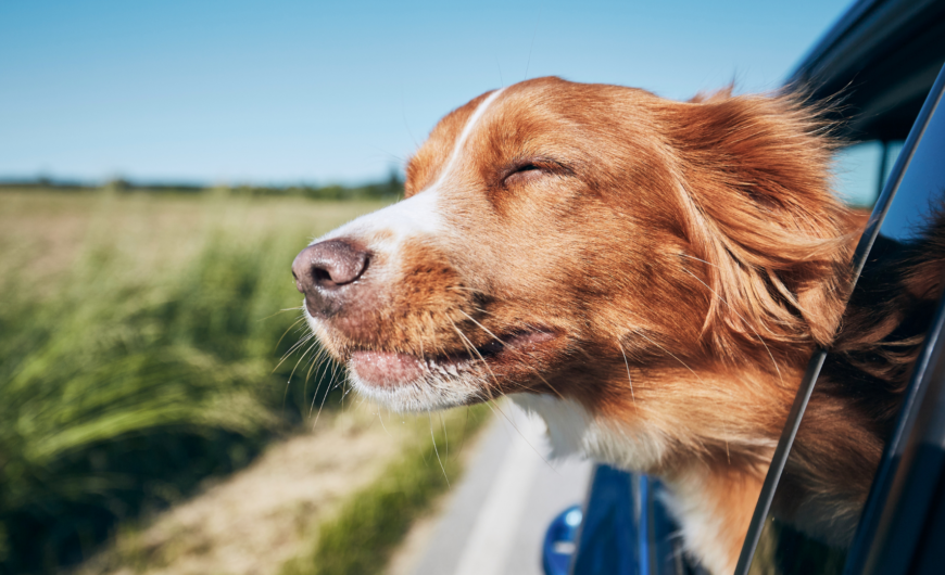 Residencias y hoteles para perros en Málaga
