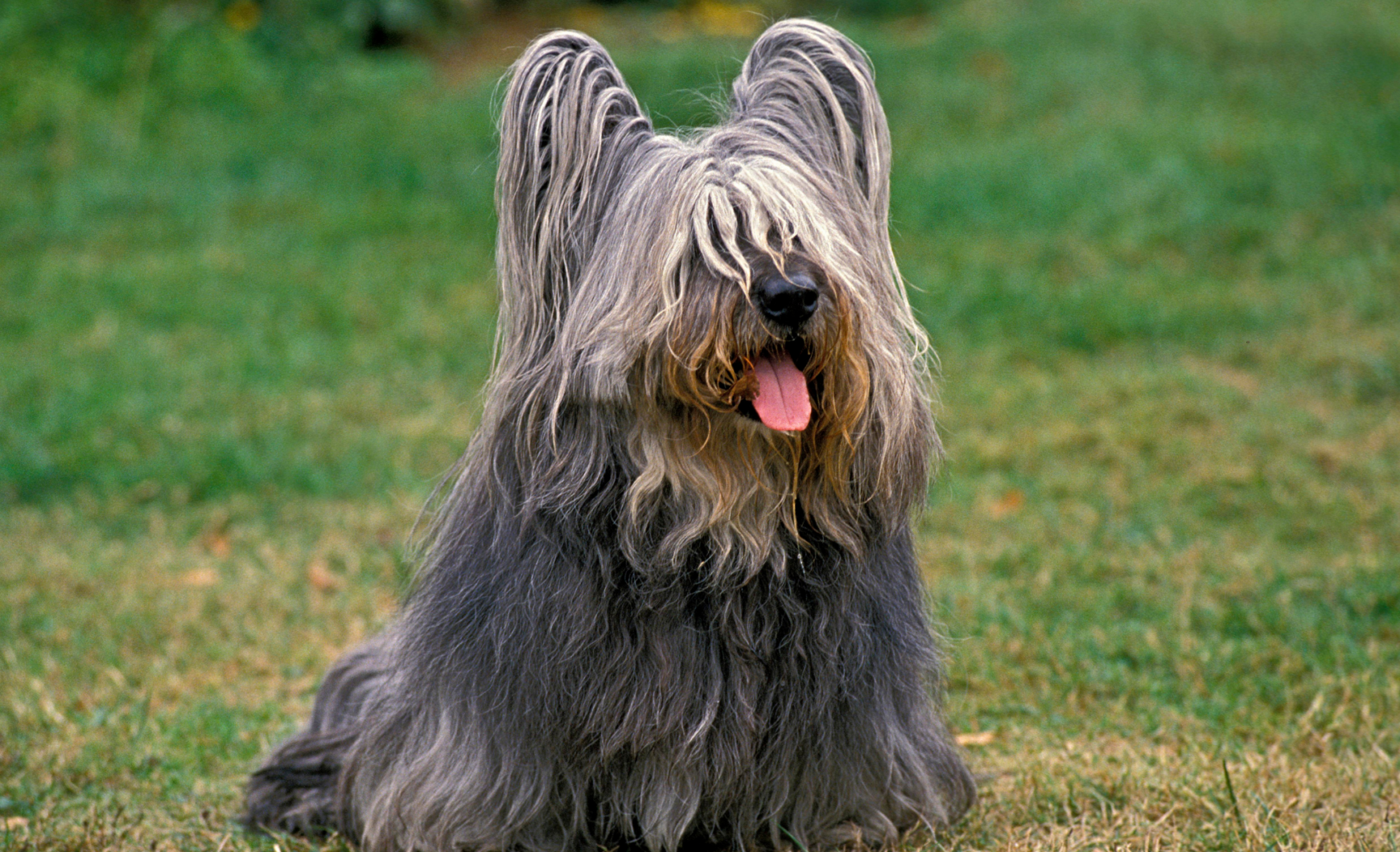 Skye terrier: características y cuidados